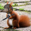 Tactical Squirrel