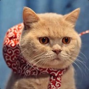 吃不瘦的橘猫