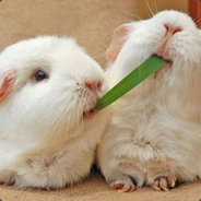 狗尾巴艹的幸福