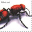 mewtillidae