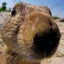 Cecilus