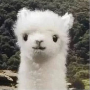 Alpaca Old White