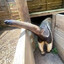 anteater