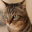 Gato Aleatório olhando pro nada