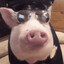BlindHog76