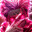 Renr