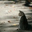 虎皮青猫
