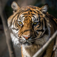 ὁ πάντα κρατῶν λαμπρὸς ἄναξ