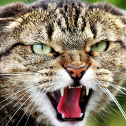 Бешеный_Кот