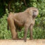 Baboon