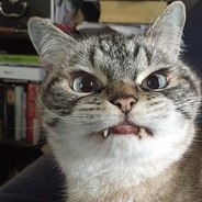 忆琳、老猫