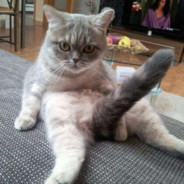 白天打A晚上对着A打