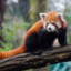 Red Panda Enjoyer