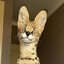 serval_serval_serval_serval