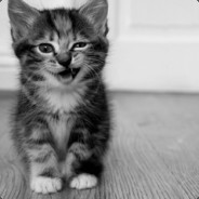 ЭТО ФИАСКО БРАТАН