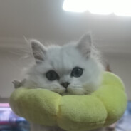 花园宝宝—玛卡八