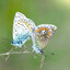 butterflychaser070