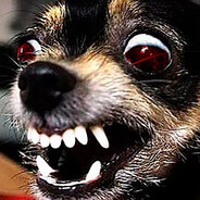 ЗЛАЯ СОБАКА КРЫМ