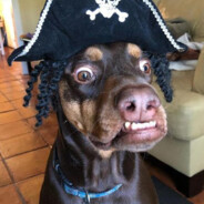 Dog with pirate hat