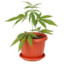 Pot of Weed