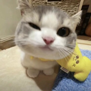 落叶随风将要去何方