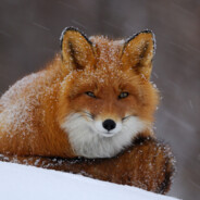 fox avatar
