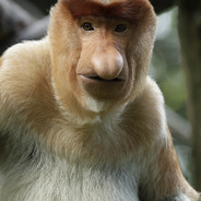 Proboscis
