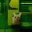 Subway Cat