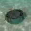 fish.