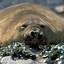 Elephant Seal