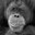 Orangutan