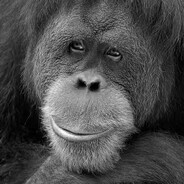 Orangutan