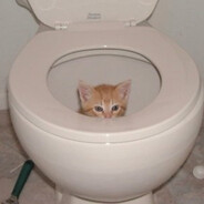 Toilet Cat