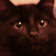 Mockbubbles avatar