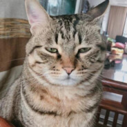 云龙情断意大利