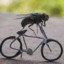 Mosca en bici