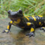 sAlAmAndEr