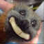 Bat With Banana