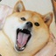 shibe