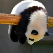 故事的开头极具温柔