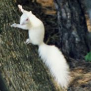 The White Squirrel (2423) - steam id 76561197971112263