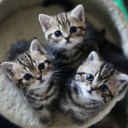 MewMew