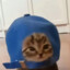 蓝色猫子