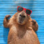 ChipyBara Pos5