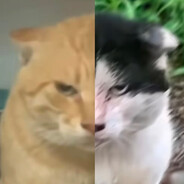 你刚才向我哈气了是吧