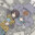 Narwhal