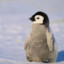 very cute pinguin