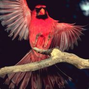 Cardinal92