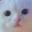 이게맞냥