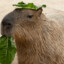 capybara baum